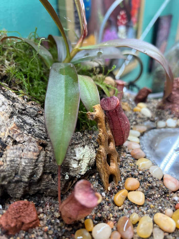 Carnivorous Plant Terrarium Ecosystem Workshop at Hi-Wire Brewing Knoxville, TN  image